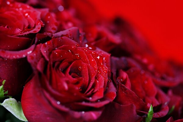 Wassertropfen auf einer leuchtend roten Rose