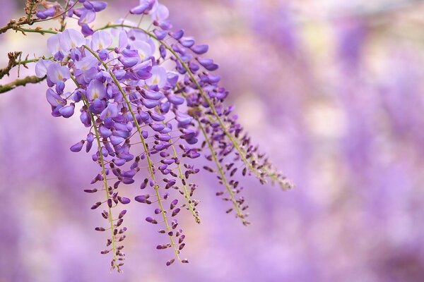 Rama de flores de Wisteria lila