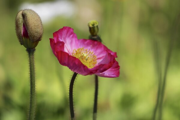 Pink bud poppy background