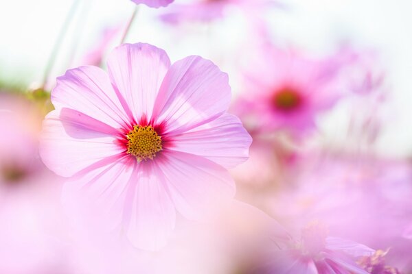 In un prato di bellissime Cosme rosa