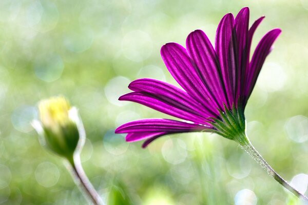 Pink flower macro green