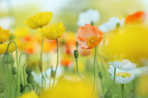 Natürlicher Hintergrund gelbe Mohnblumen