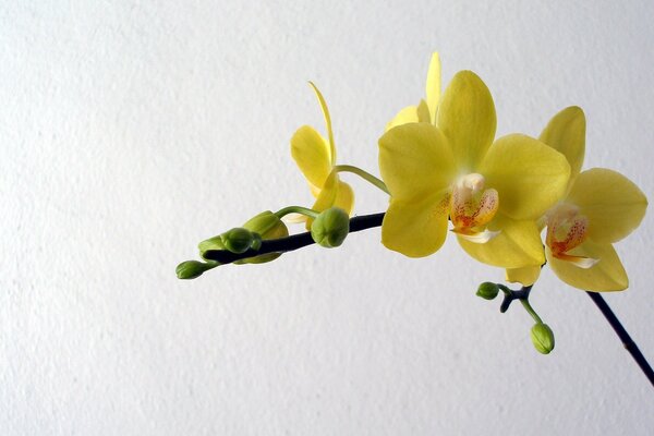 Orchidée jaune beauté simple