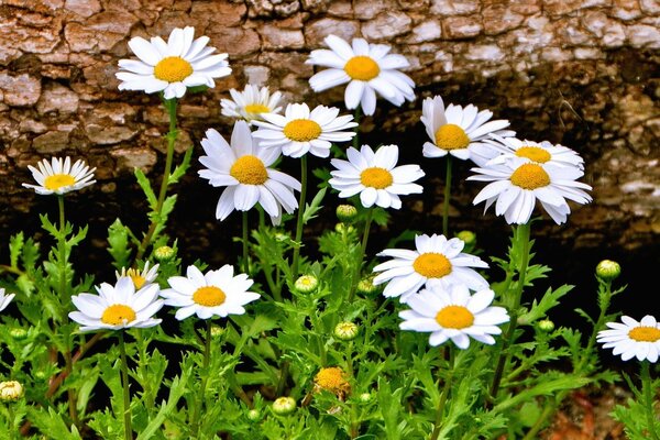 Beautiful widescreen wallpaper with daisies