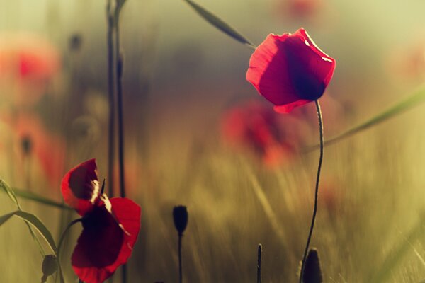 Wild red flowers. Poppies and grass