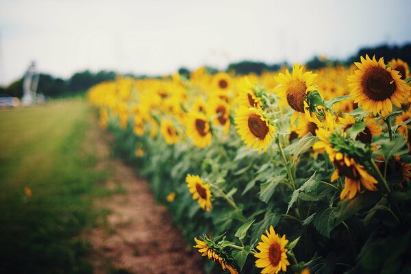 Feld der gelben Sonnenblumen am Weg