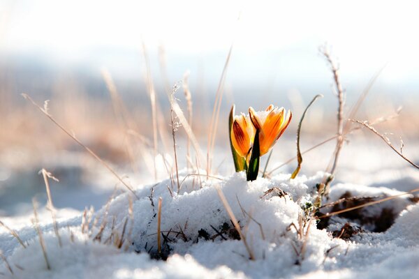 Hermosa flor amarilla en la nieve