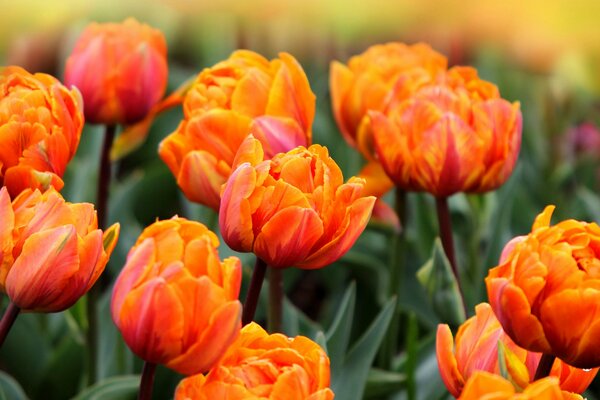 Orange full tulips in the field