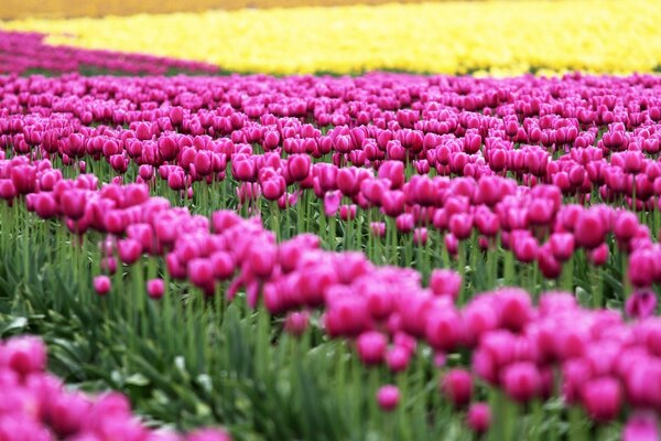 Lichtung von rosa Tulpen mit Blättern