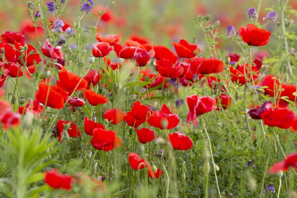 Field of poppies. Red flowers