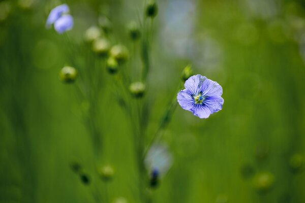 Blue flowers on a blurry background