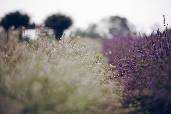 Summer lavender flowers lilac and white shades of flowers