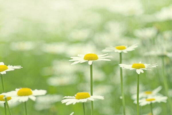 A bouquet of daisies grows on the ground