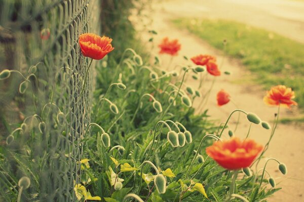 Red poppies near the fence