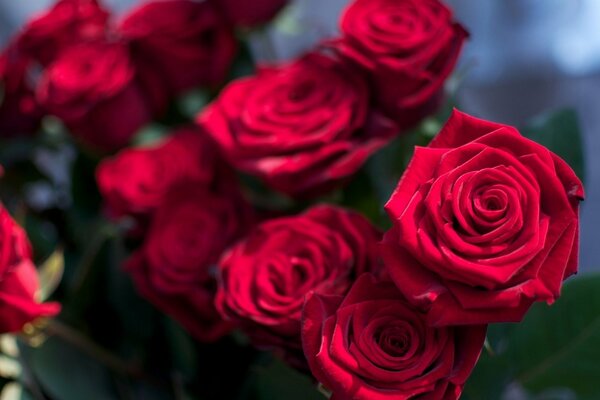 Roses rouges, reines de fleurs