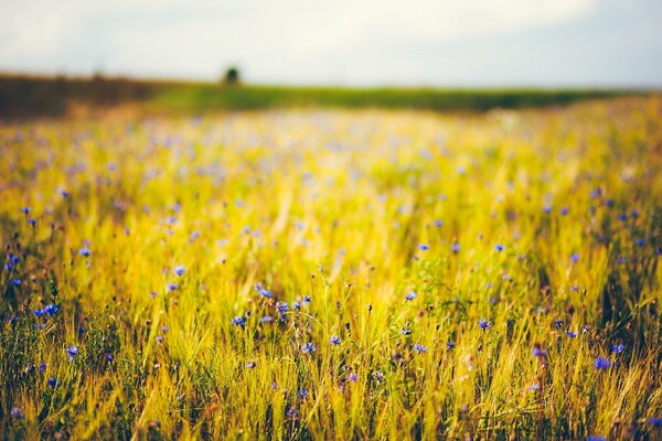 Blue flowers bloomed in a rye field