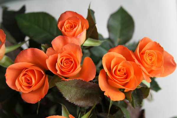 Bouquet de roses orange sur fond clair