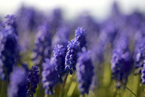 Fiori Muscari blu con focus su un fiore