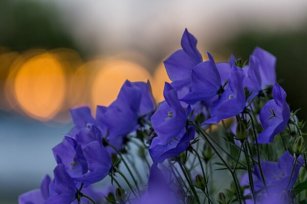 The petals of the bluebells amaze with their beauty