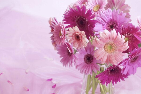 Gerberas in a vase on a pink background