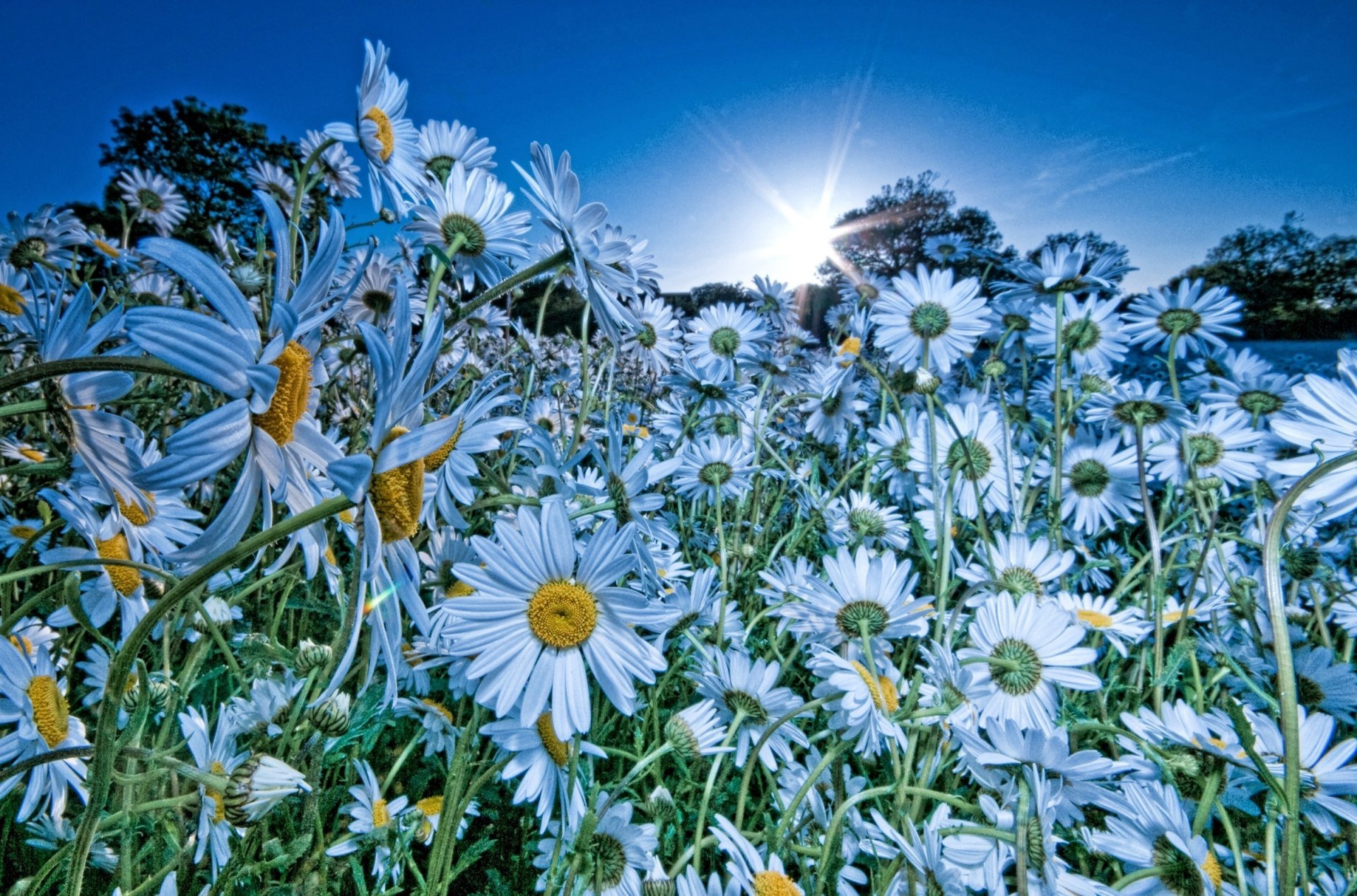 blumen natur gänseblümchen feld blaue farbe sonne himmel