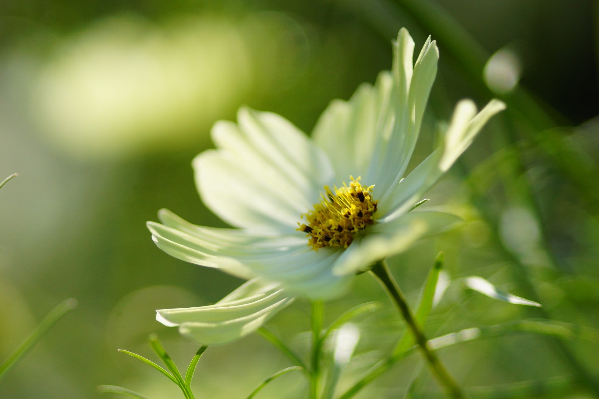 cosmea kwiat biały makro