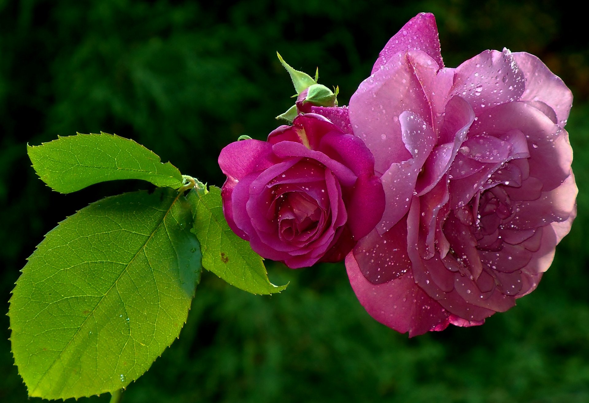 roses pétales feuilles gouttes rosée