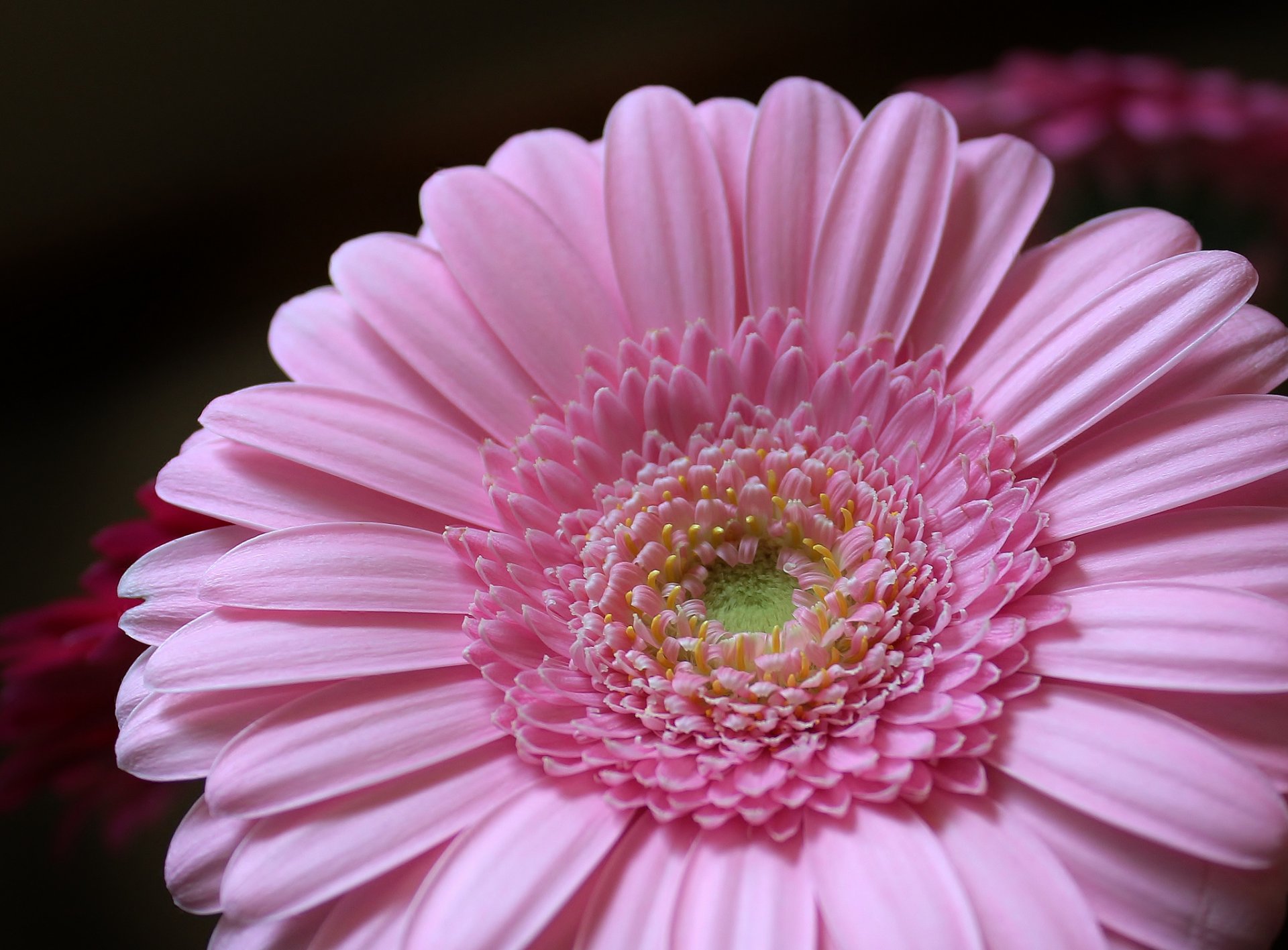 gerbera różowy kwiat płatki gerbera