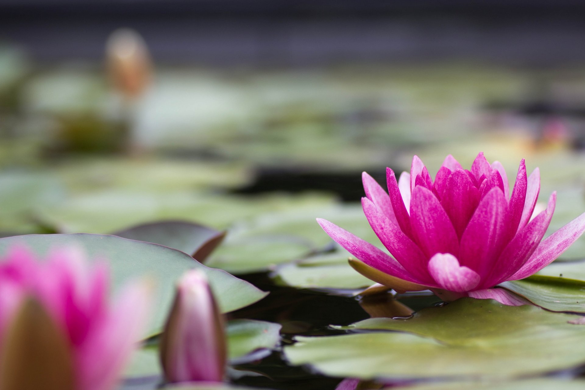 waterlily water lily pink flower petals leaves pond lake water nature