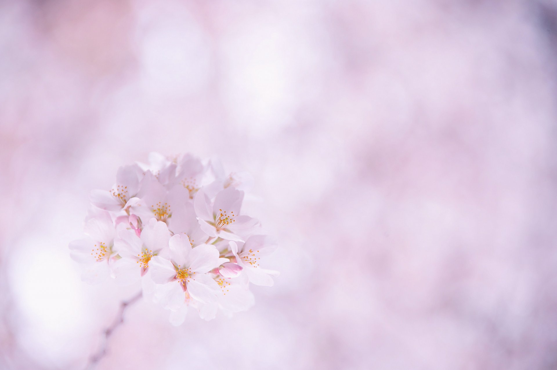 akura cherry flower white pink petals branch bloom