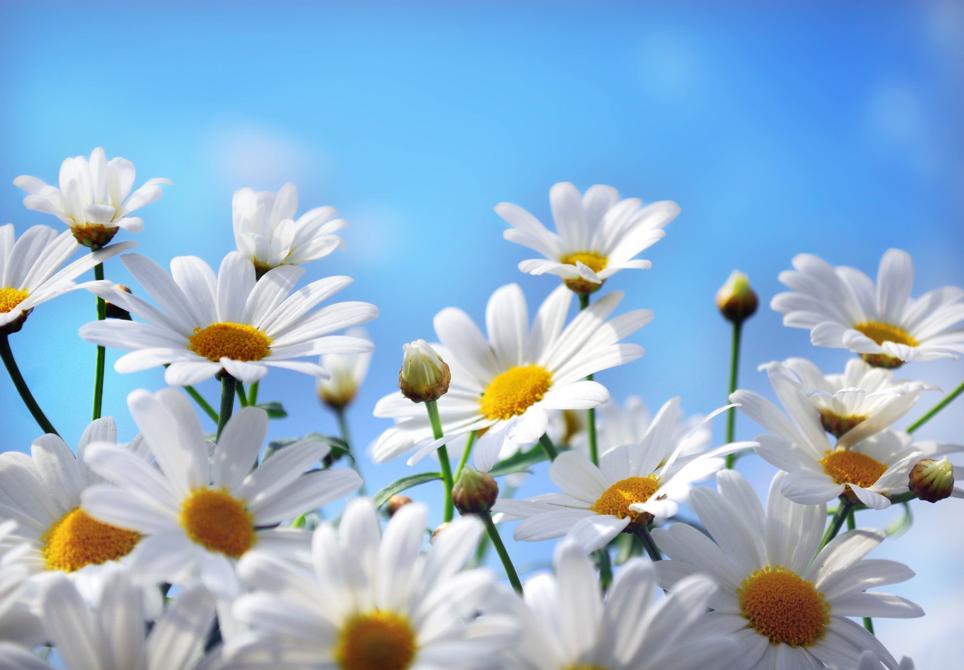 fleurs marguerites pétales nature ciel