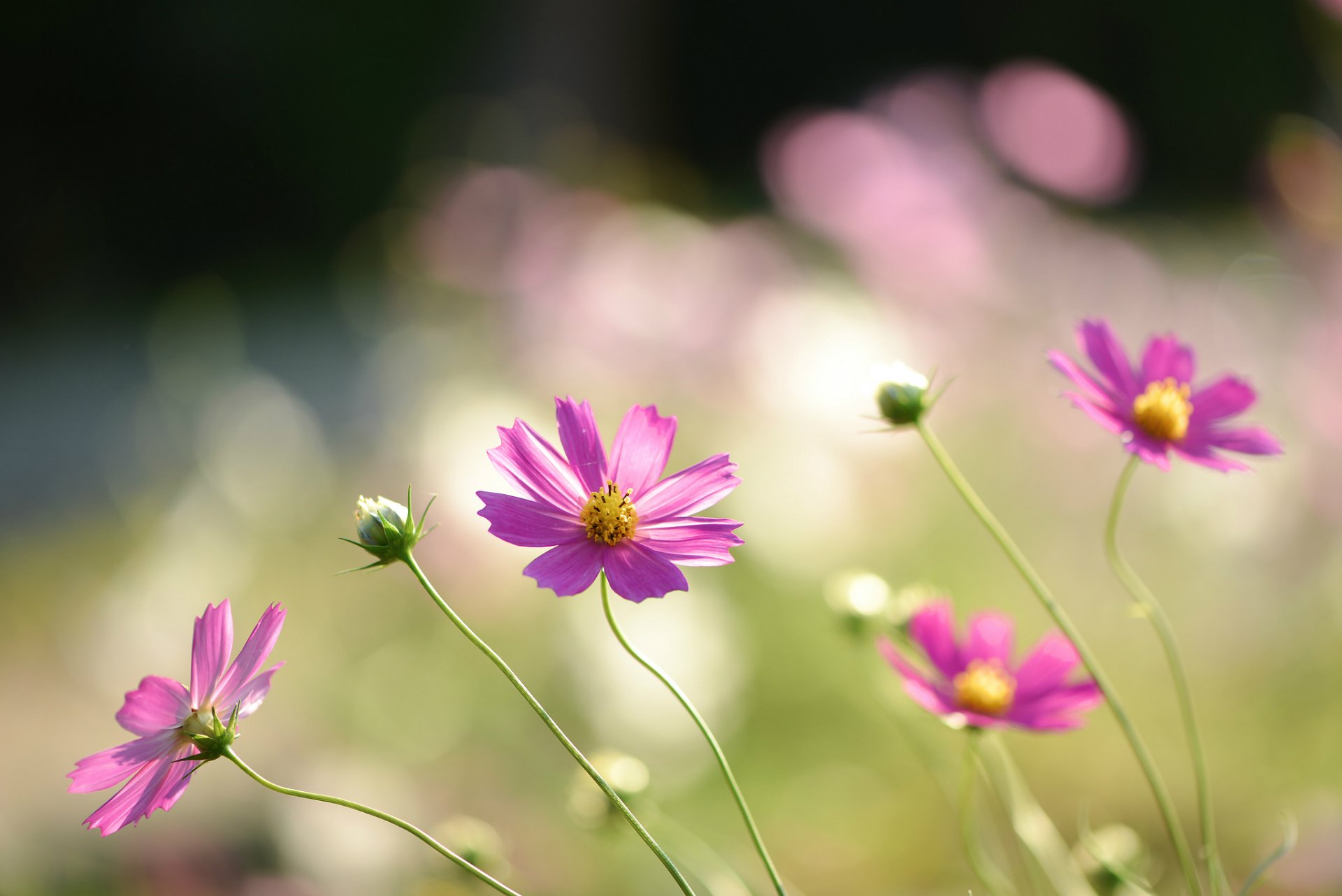 kosmea blumen rosa blütenblätter feld makro unschärfe