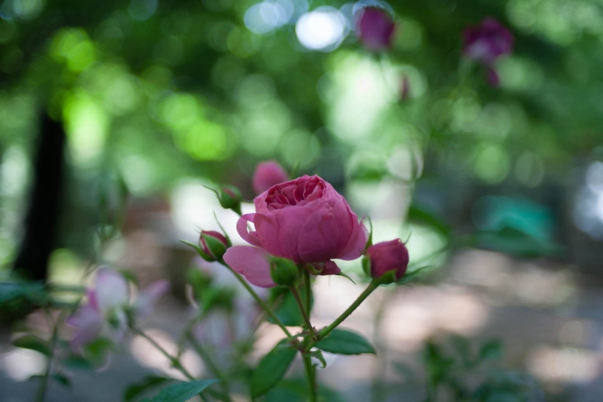 rose rose fleur bourgeon pétales tige feuilles verdure éblouissement bokeh flou nature macro