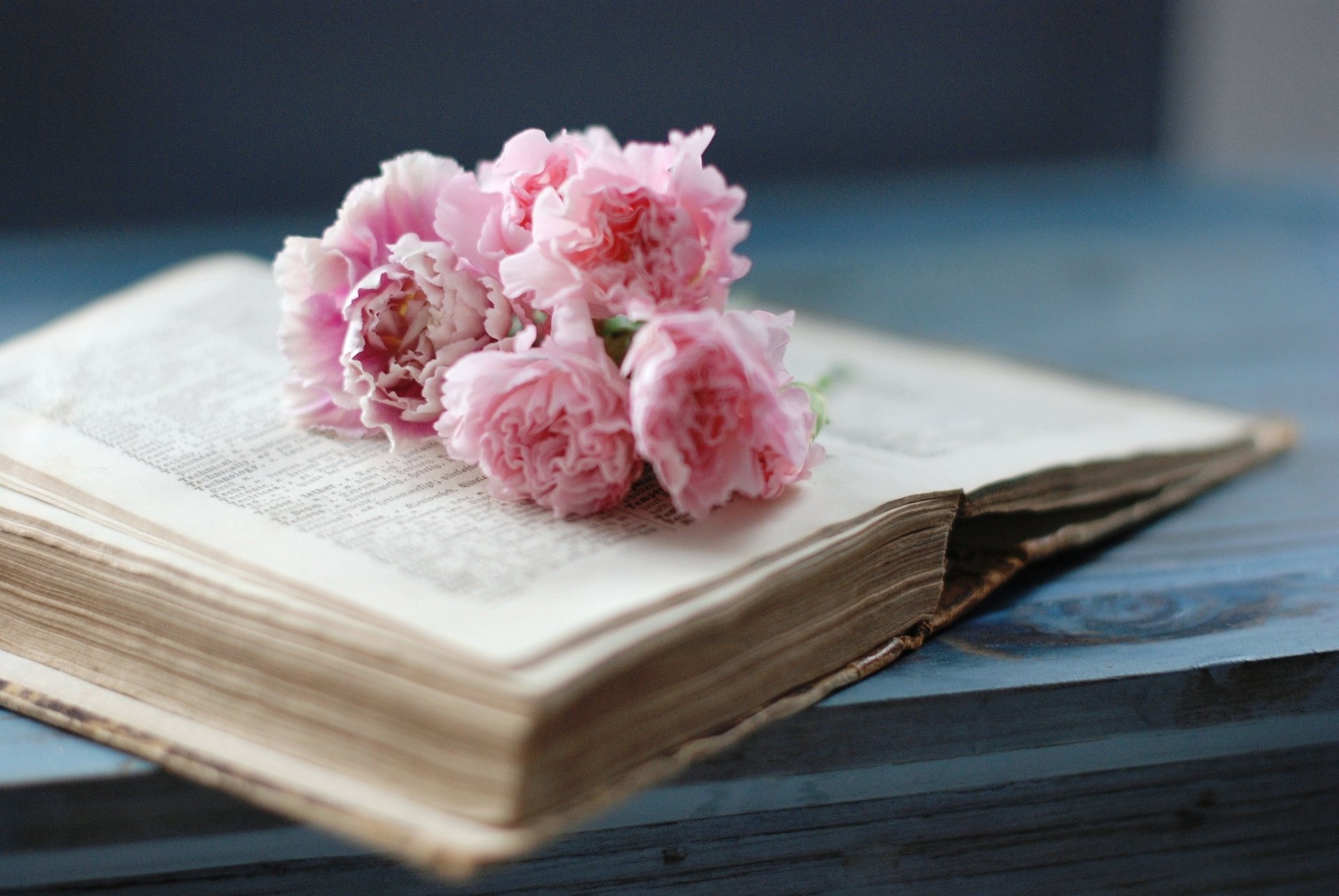 libro viejo páginas flores claveles rosa