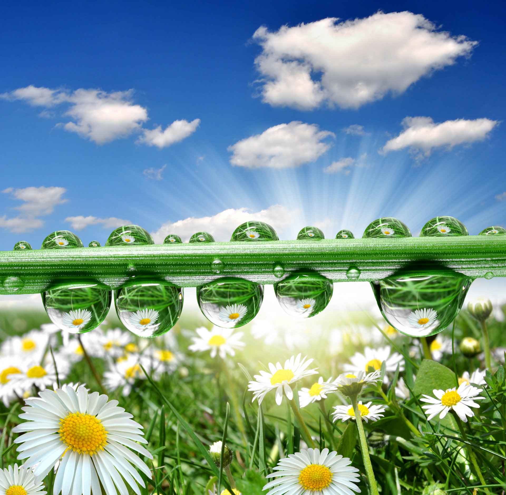 fiori margherite natura gocce d acqua riflessione bellezza cielo