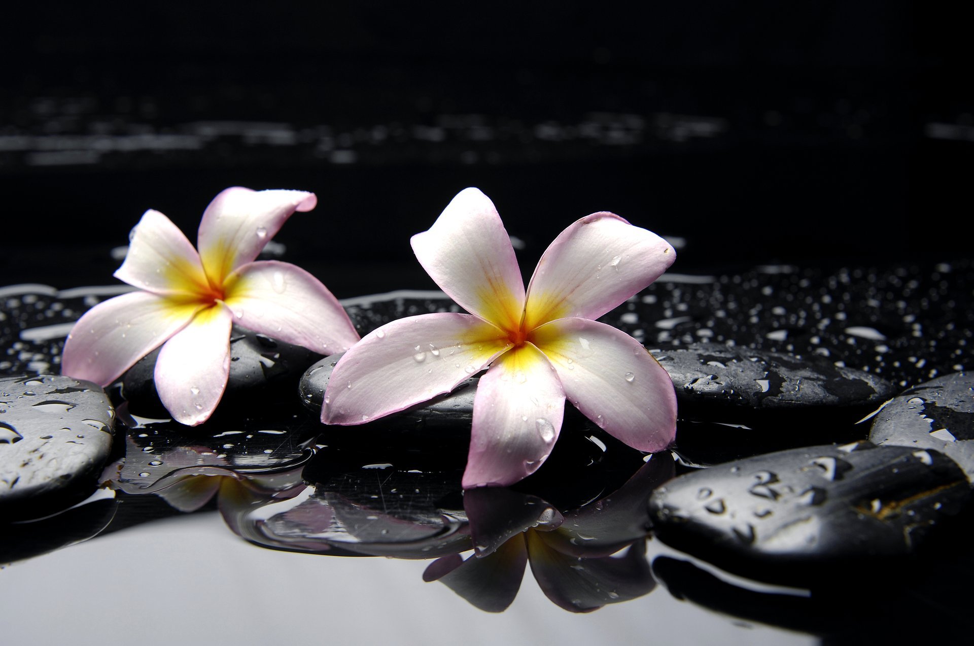 plumeria blumen rosa gelb steine schwarz wasser tropfen