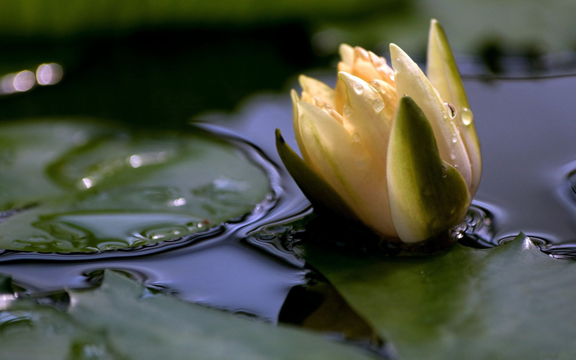 blanco lirio flor estanque lago agua superficie hojas pétalos