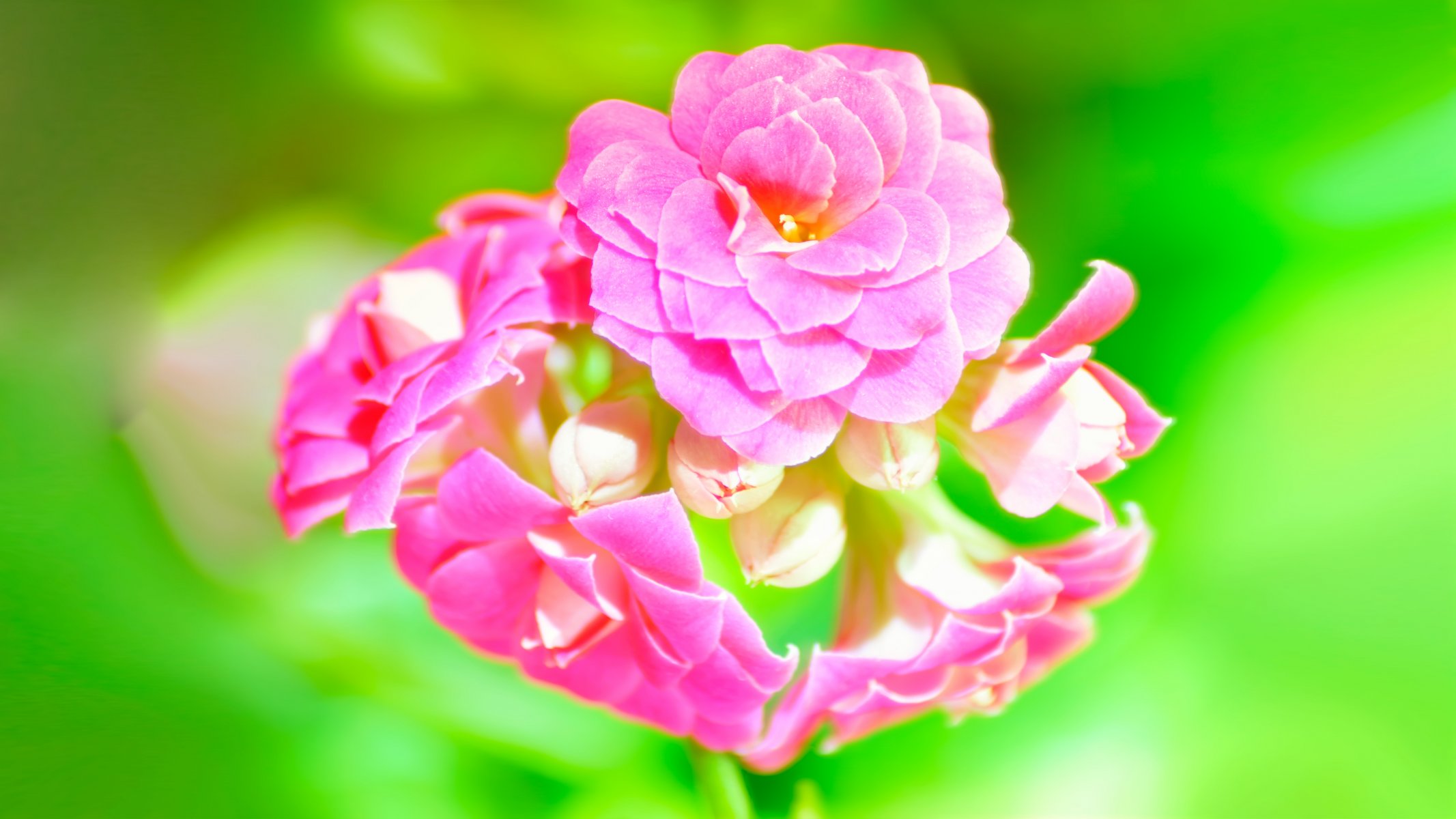 kalanchoe rose gros plan