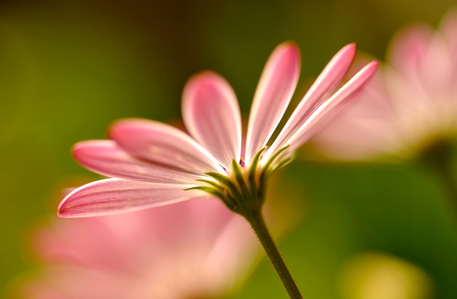 flores rosa pétalos macro rosa macro desenfoque