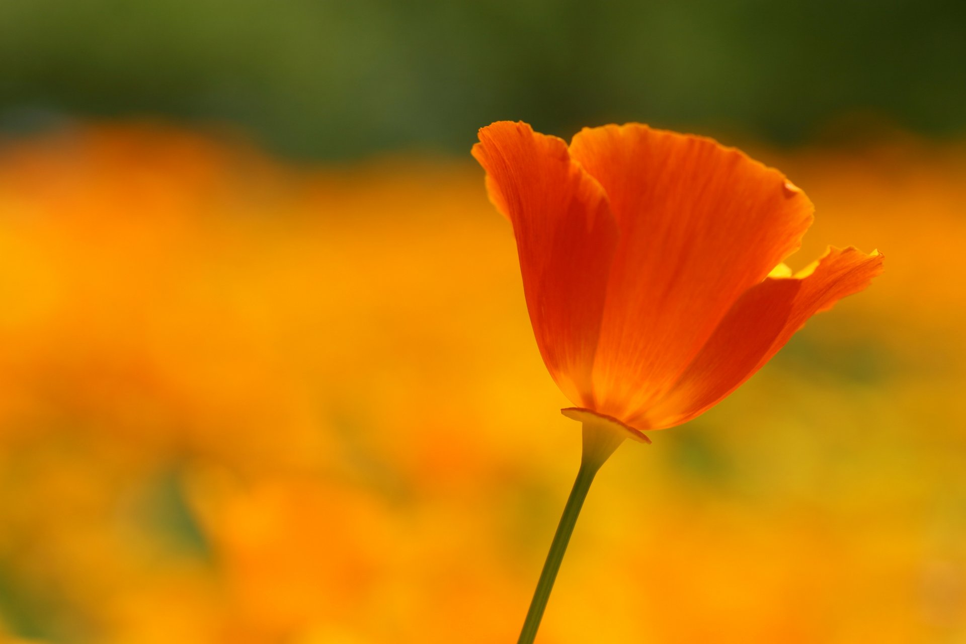 coquelicot fleur pétales rouge écarlate lumineux orange couleur champ clairière été chaud macro