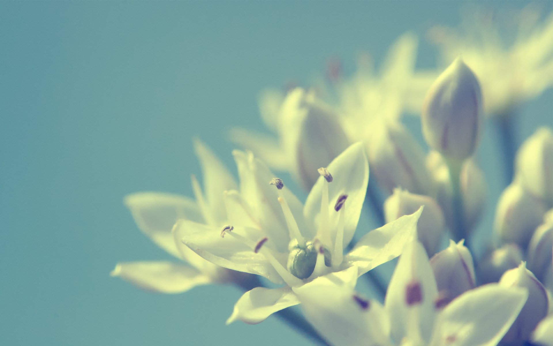 blumen weiß hintergrund makro