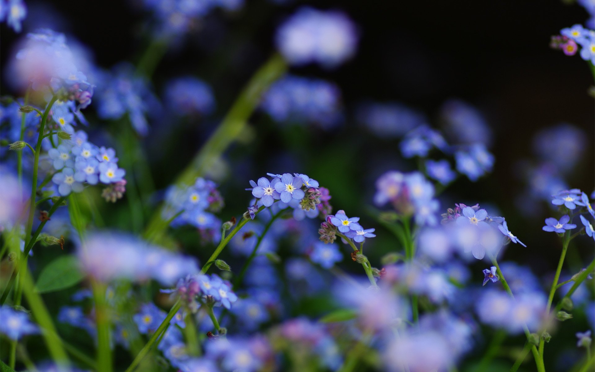 flower field me-nots blue focu