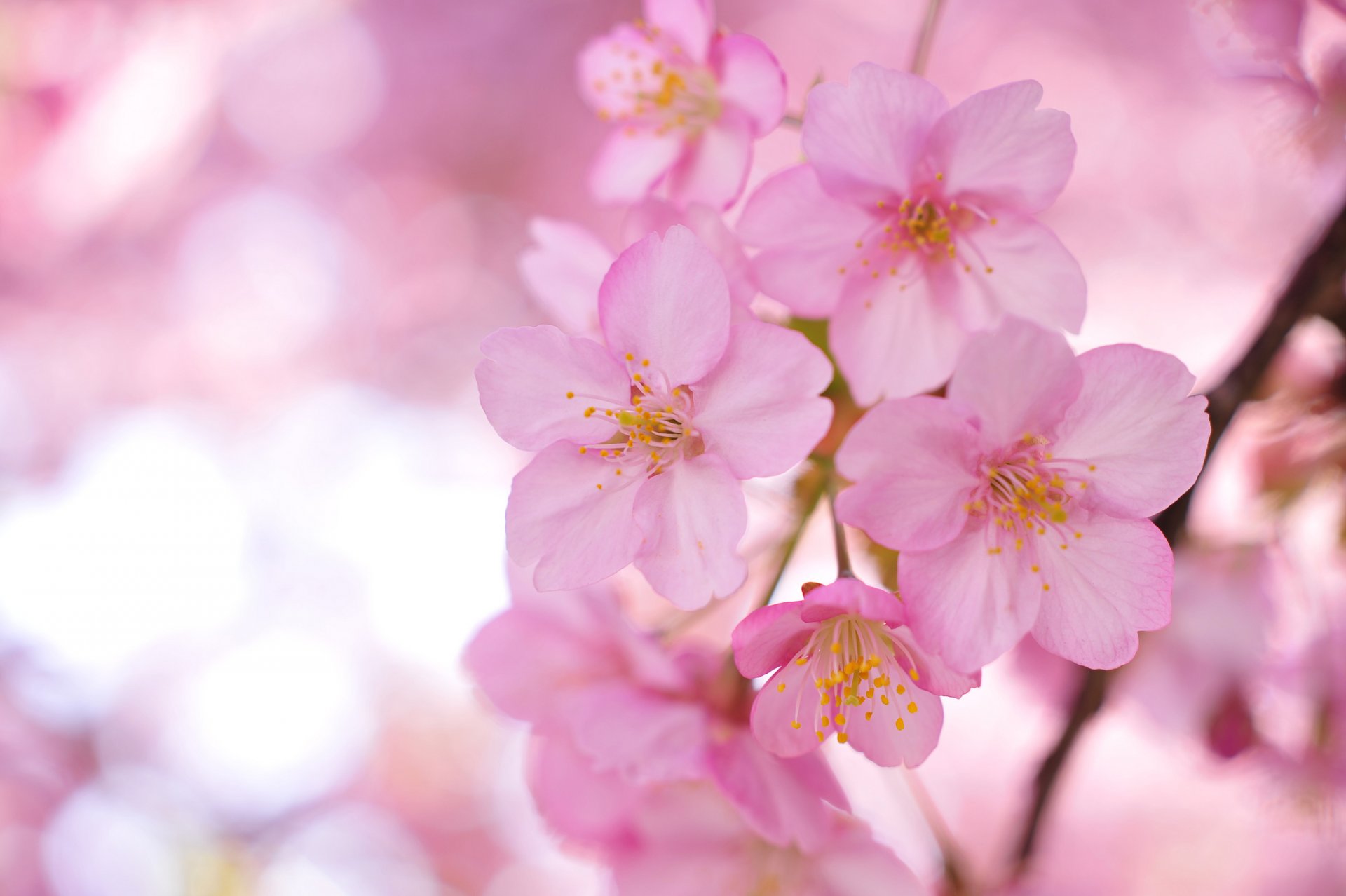 sakura arbre branches rose fleurs pétales flou