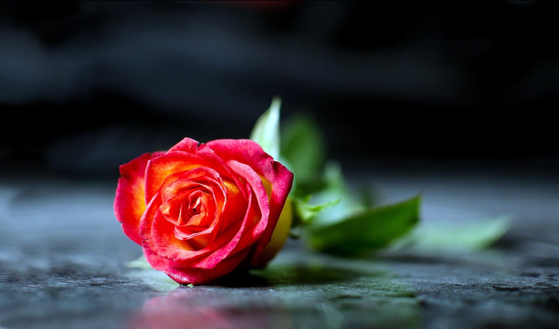 red rose petals close up