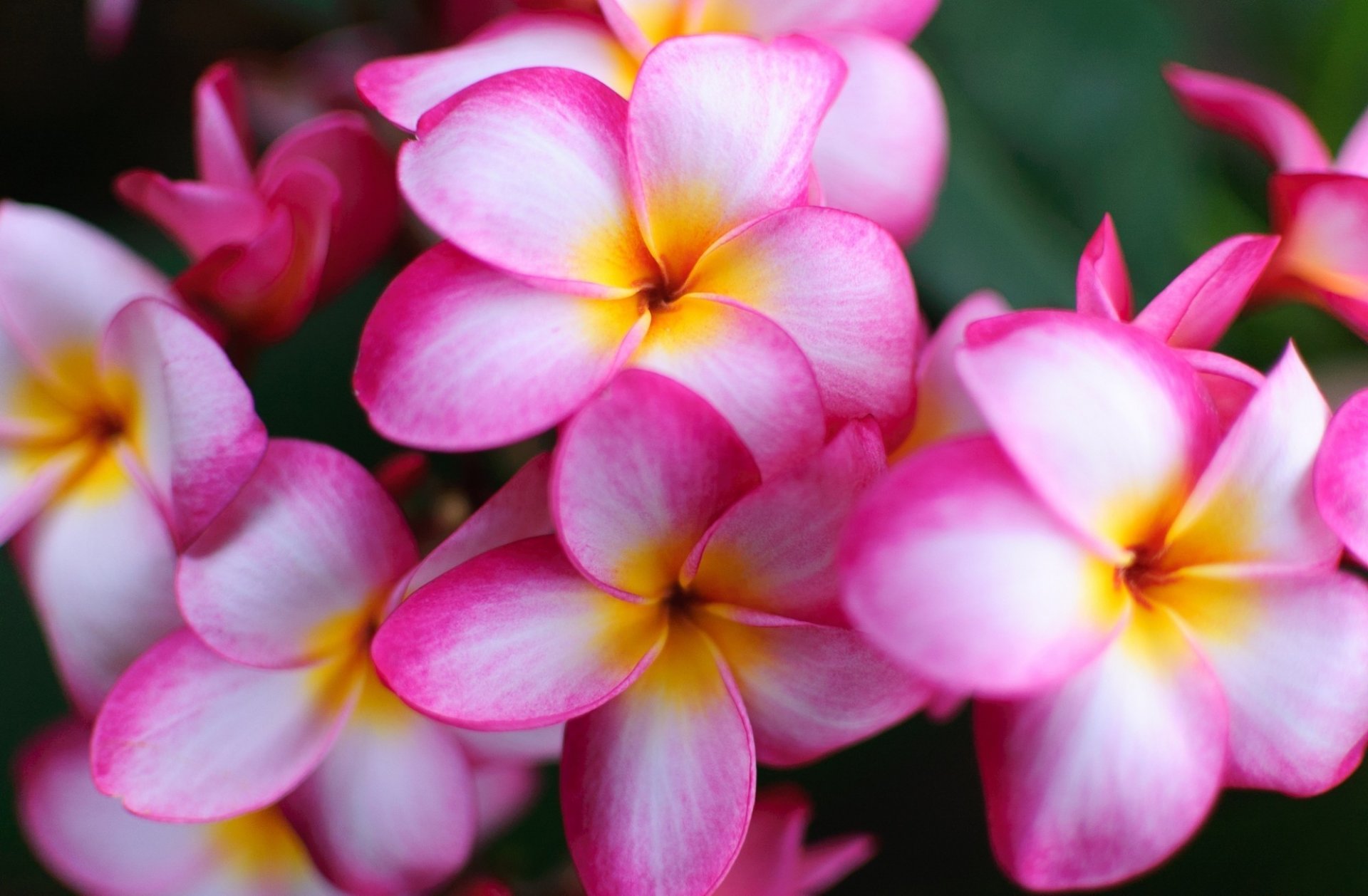 fiori bellezza esotico frangipani plumeria bianco rosa