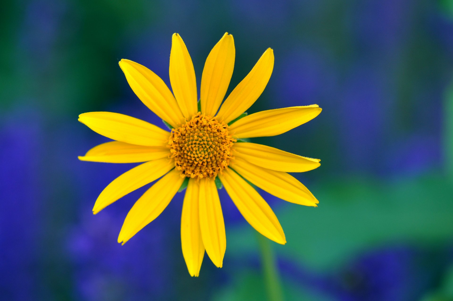 jaune fleur pétales macro bleu vert fond