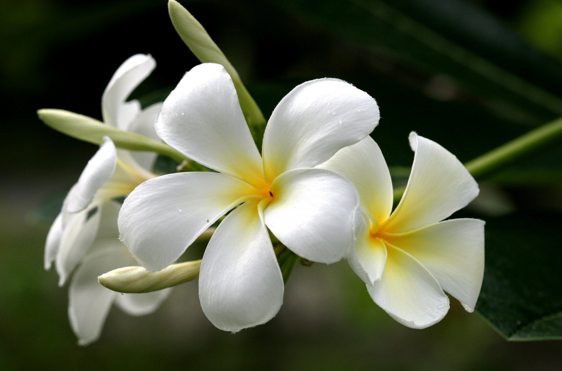 flores plumeria frangipani amarillo blanco