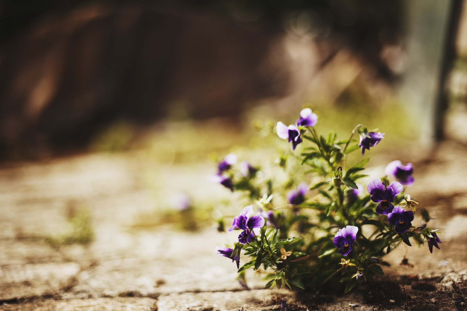 fiori strada luce natura