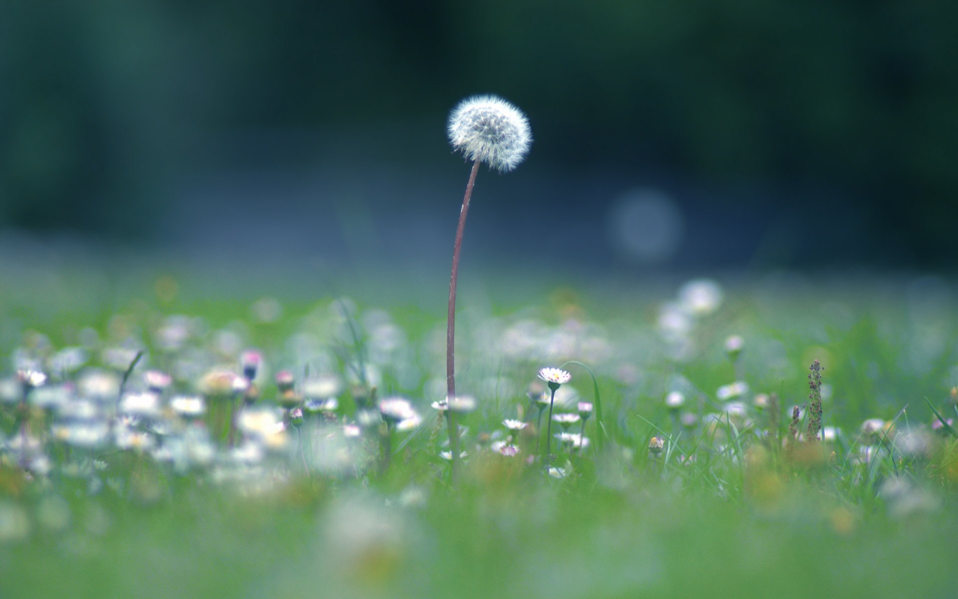 dandelion the field grass summer