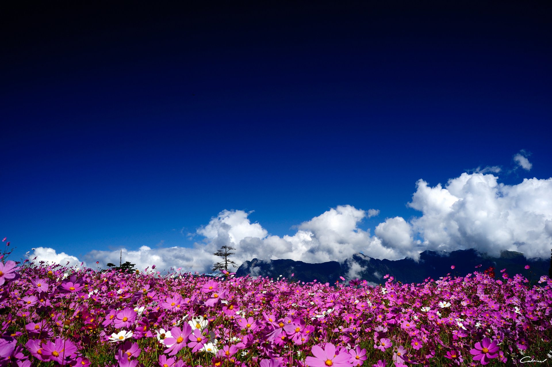 fleurs cosmée rose champ soleil montagnes nuages